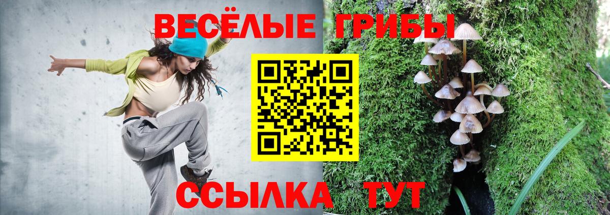 Киселёвск  Галлюциногенные грибы Psilocybe  Вход с VPN 